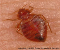 Bed bug (magnified)